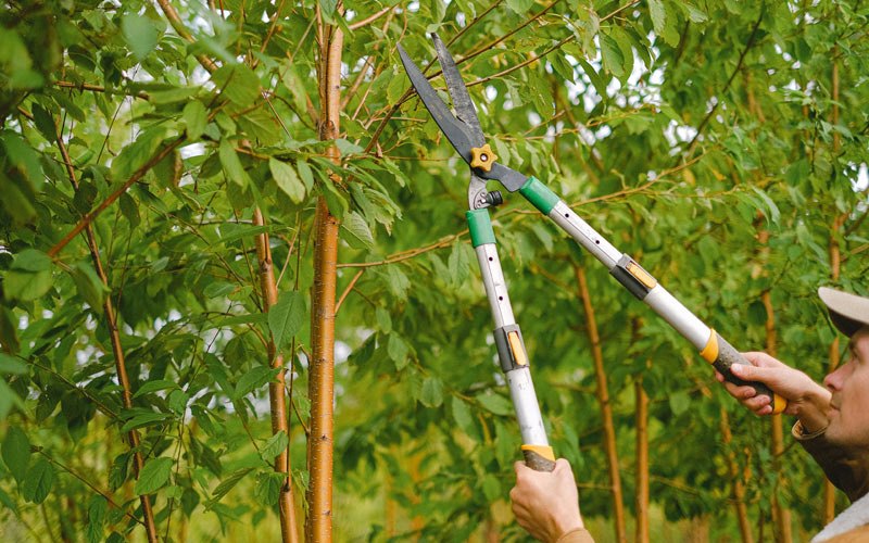 Tree trimming in Munfordville, KY